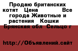 Продаю британских котят › Цена ­ 30 000 - Все города Животные и растения » Кошки   . Брянская обл.,Сельцо г.